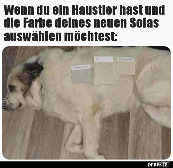 Wenn du ein Haustier hast und die Farbe deines neuen Sofas.. - Lustige Bilder | DEBESTE.de