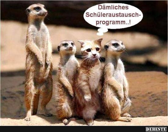 Dämliches Schüleraustausch-programm..! - Lustige Bilder | DEBESTE.de