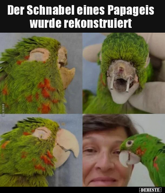 Der Schnabel eines Papageis wurde rekonstruiert.. - Lustige Bilder | DEBESTE.de