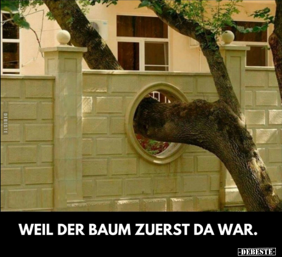 Weil der Baum zuerst da war... - Lustige Bilder | DEBESTE.de