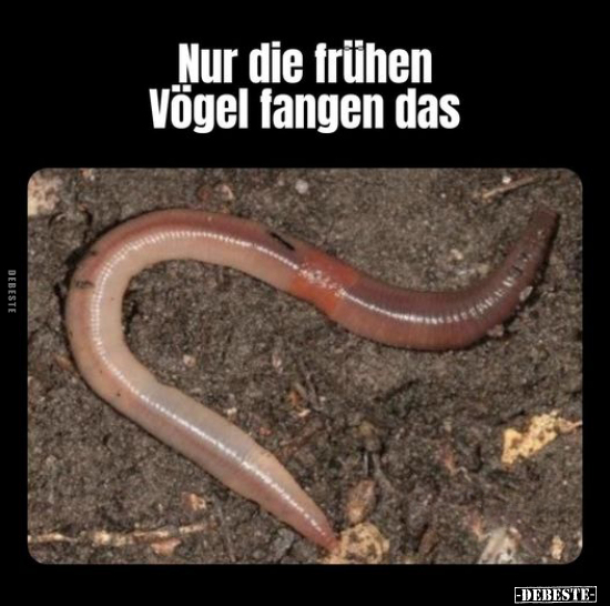 Nur die frühen Vögel fangen das.. - Lustige Bilder | DEBESTE.de