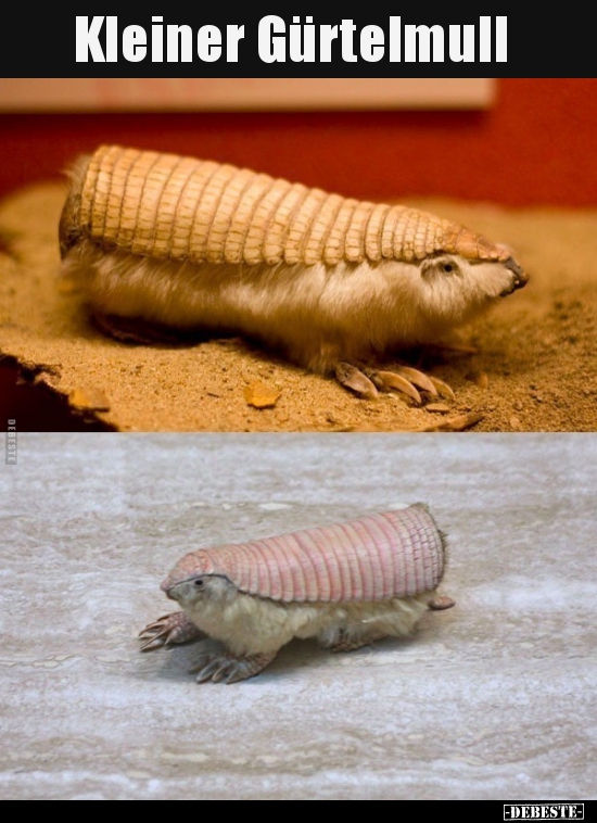 Kleiner Gürtelmull..