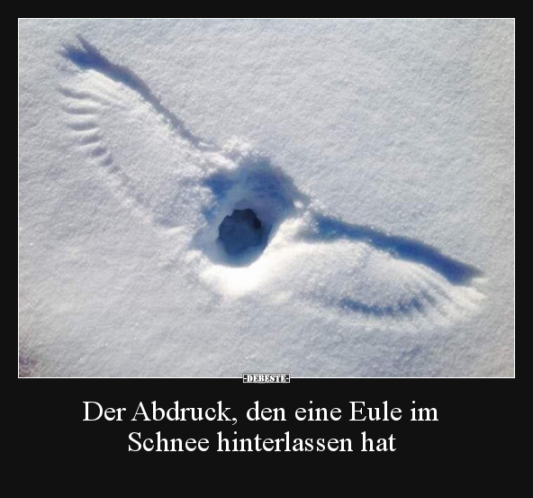 Der Abdruck, den eine Eule im Schnee hinterlassen hat.. - Lustige Bilder | DEBESTE.de