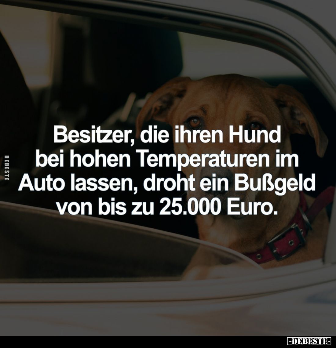 Besitzer, die ihren Hund bei hohen Temperaturen im Auto lassen, droht ein Bußgeld von bis zu 25.000 Euro.