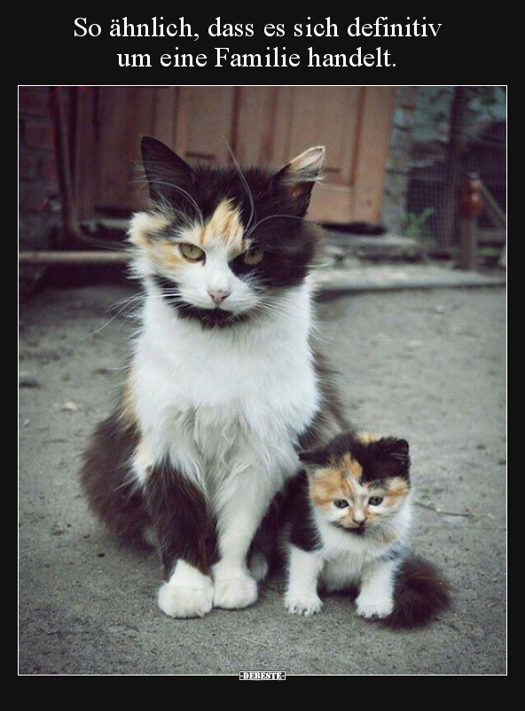 So ähnlich, dass es sich definitiv um eine Familie..