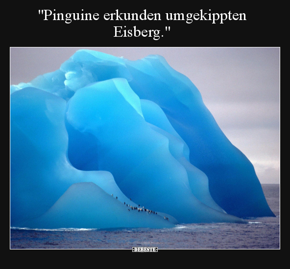 "Pinguine erkunden umgekippten Eisberg.".. - Lustige Bilder | DEBESTE.de
