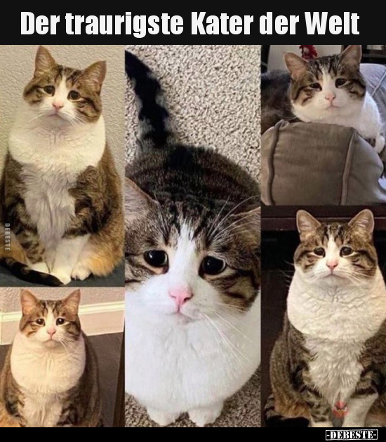 Der traurigste Kater der Welt.. - Lustige Bilder | DEBESTE.de