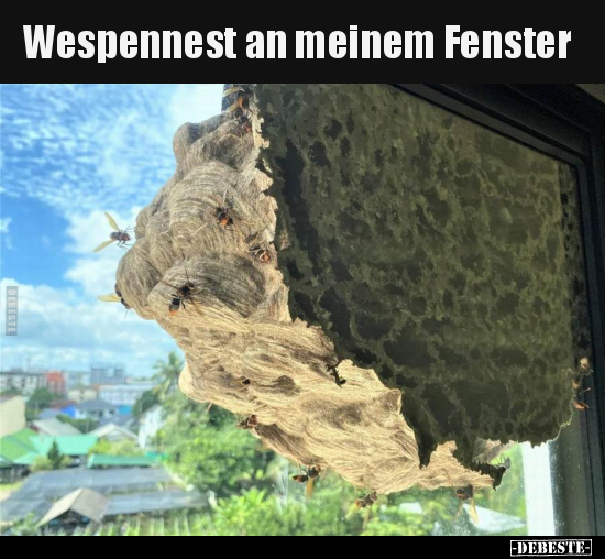 Wespennest an meinem Fenster.. - Lustige Bilder | DEBESTE.de