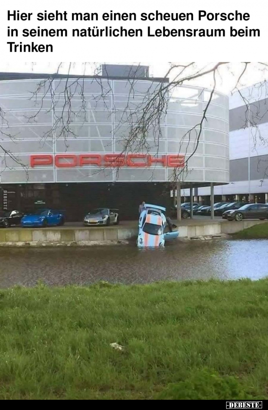 Hier sieht man einen scheuen Porsche in seinem natürlichen.. - Lustige Bilder | DEBESTE.de