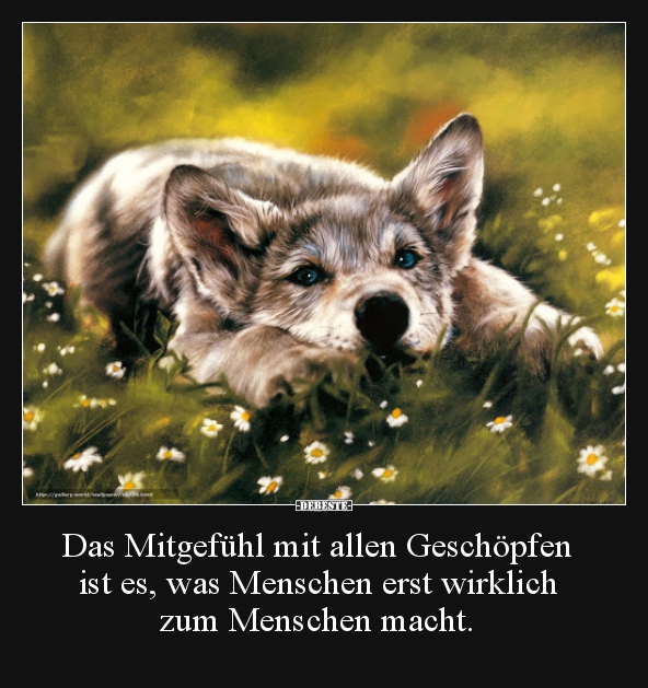 Das Mitgefühl mit allen Geschöpfen ist es, was Menschen.. - Lustige Bilder | DEBESTE.de
