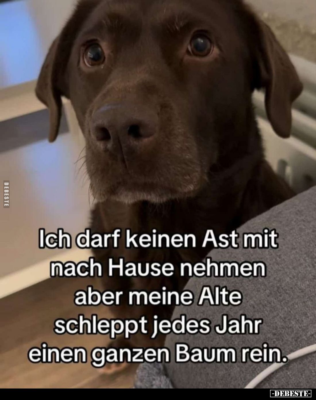 Ich darf keinen Ast mit nach Hause nehmen aber meine Alte schleppt jedes Jahr einen ganzen Baum rein.