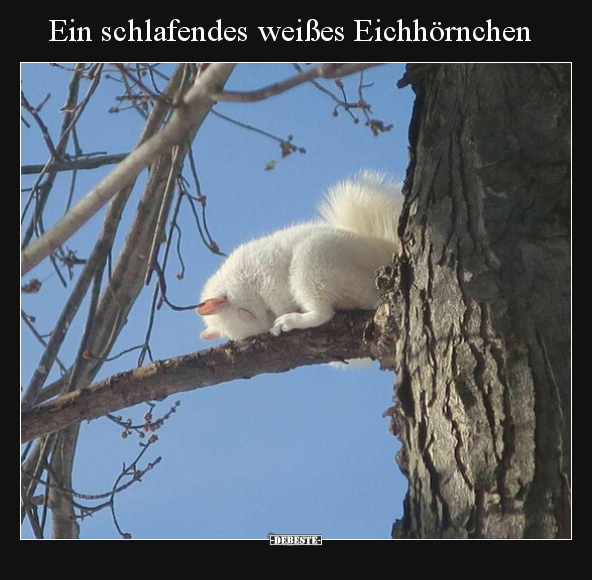 Ein schlafendes weißes Eichhörnchen.. - Lustige Bilder | DEBESTE.de