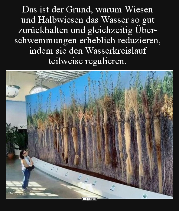 Das ist der Grund, warum Wiesen und Halbwiesen das Wasser.. - Lustige Bilder | DEBESTE.de
