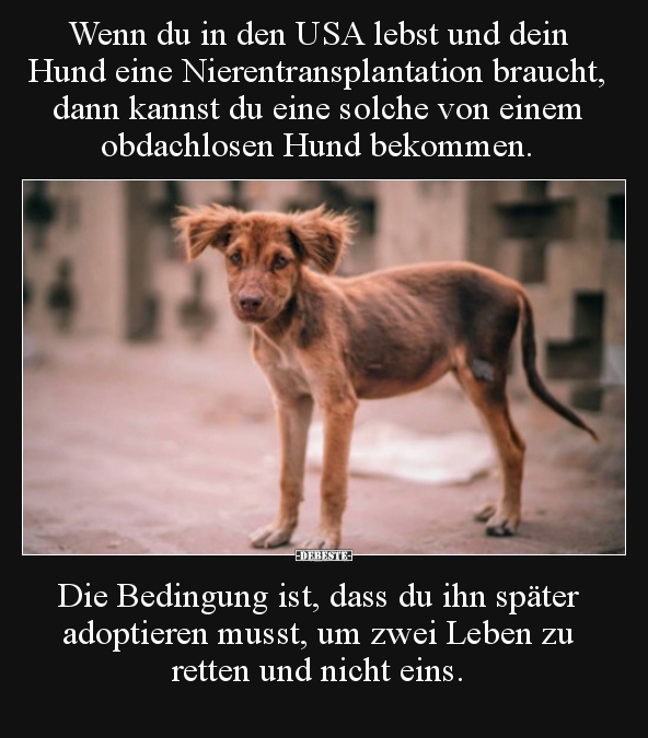 Wenn du in den USA lebst und dein Hund eine..