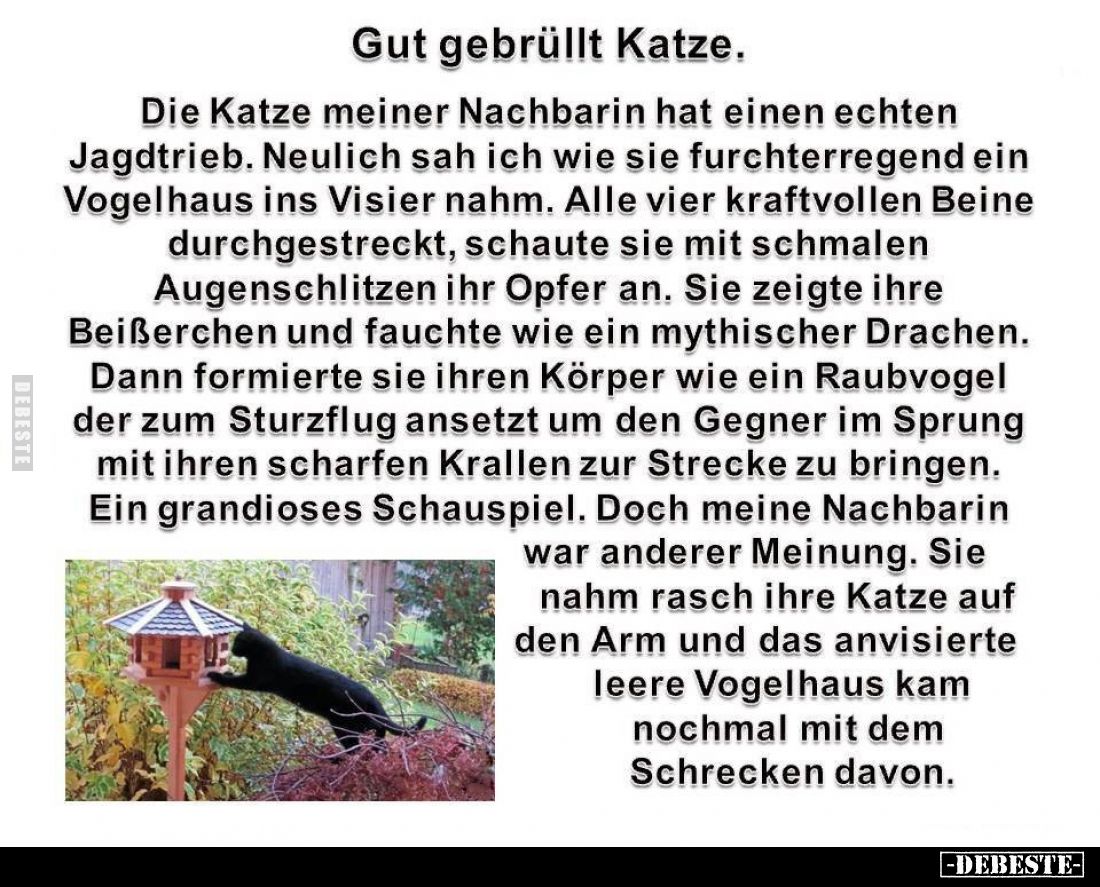 Gut gebrüllt Katze. Die Katze meiner Nachbarin hat einen echten Jagdtrieb. Neulich sah ich wie sie furchterregend ein Vogelha...