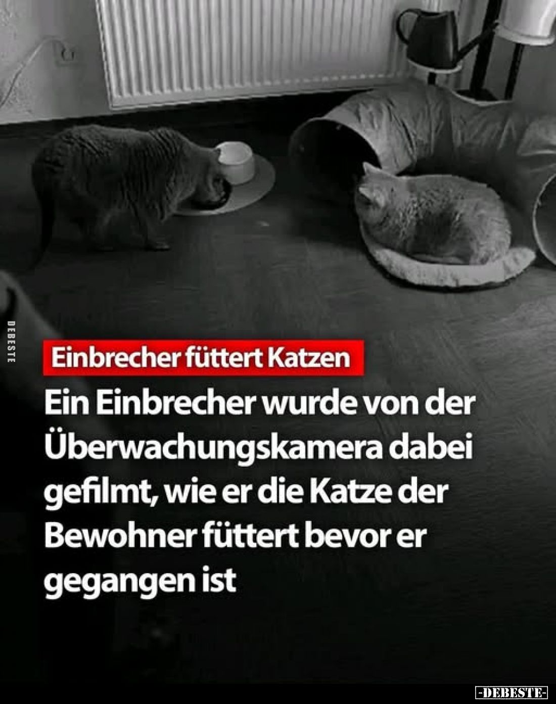Einbrecher füttert Katzen.
Ein Einbrecher wurde von der Überwachungskamera dabei gefilmt, wie er die Katze der Bewohner fütt...