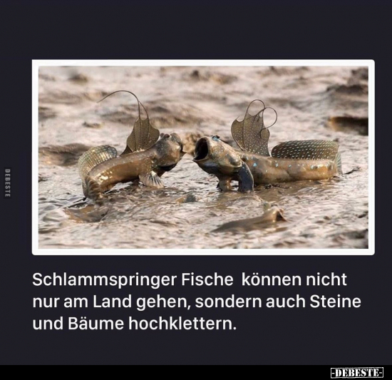 Schlammspringer Fische können nicht nur am Land gehen.. - Lustige Bilder | DEBESTE.de