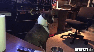 Wenn der Hund subtile Zeichen gibt..