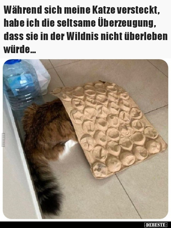 Während sich meine Katze versteckt, habe ich die seltsame.. - Lustige Bilder | DEBESTE.de