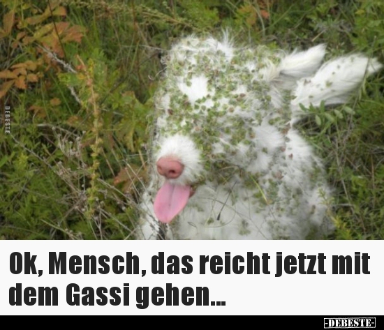 Ok, Mensch, das reicht jetzt mit dem Gassi gehen... - Lustige Bilder | DEBESTE.de