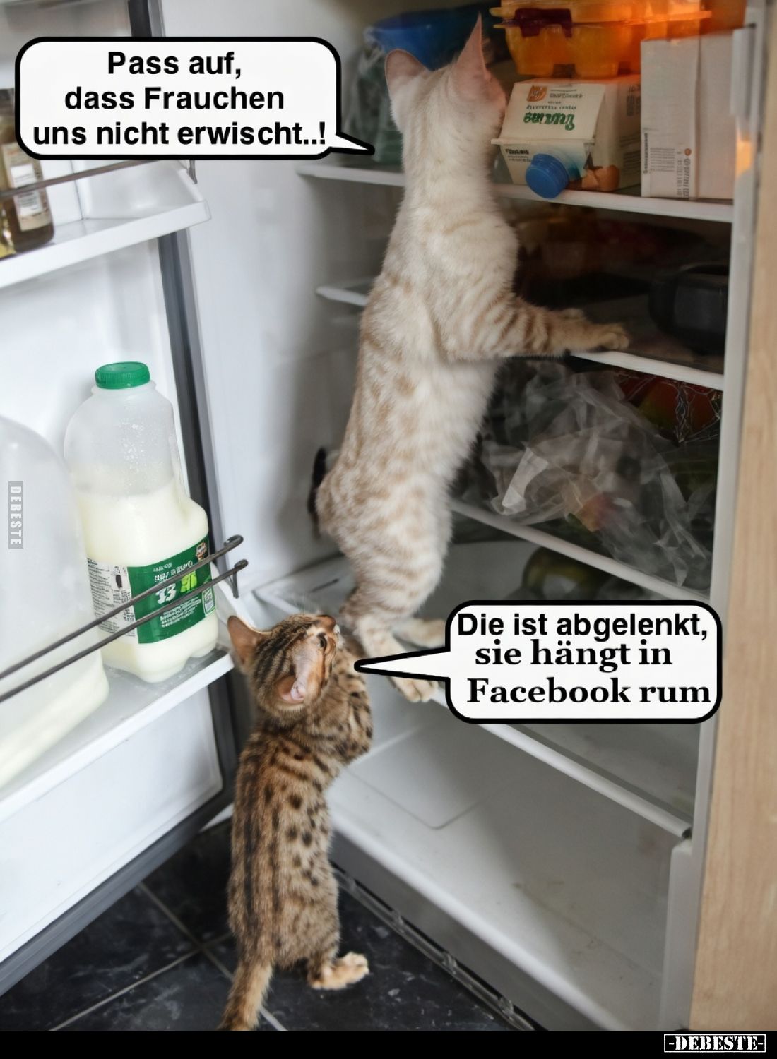 Pass auf, dass Frauchen uns nicht erwischt..! - Lustige Bilder | DEBESTE.de