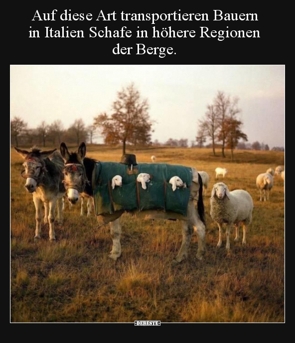 Auf diese Art transportieren Bauern in Italien Schafe in.. - Lustige Bilder | DEBESTE.de