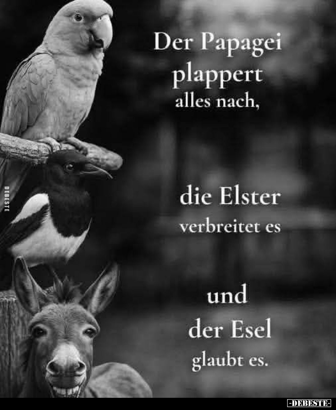 Der Papagei plappert alles nach,
die Elster verbreitet es
und der Esel glaubt es.