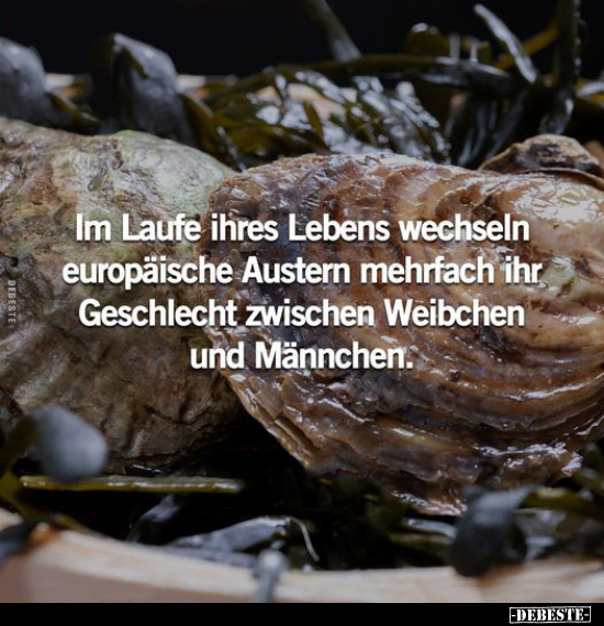 Im Laufe ihres Lebens wechseln europäische Austern mehrfach.. - Lustige Bilder | DEBESTE.de