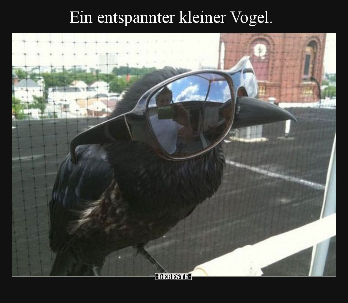 Ein entspannter kleiner Vogel.