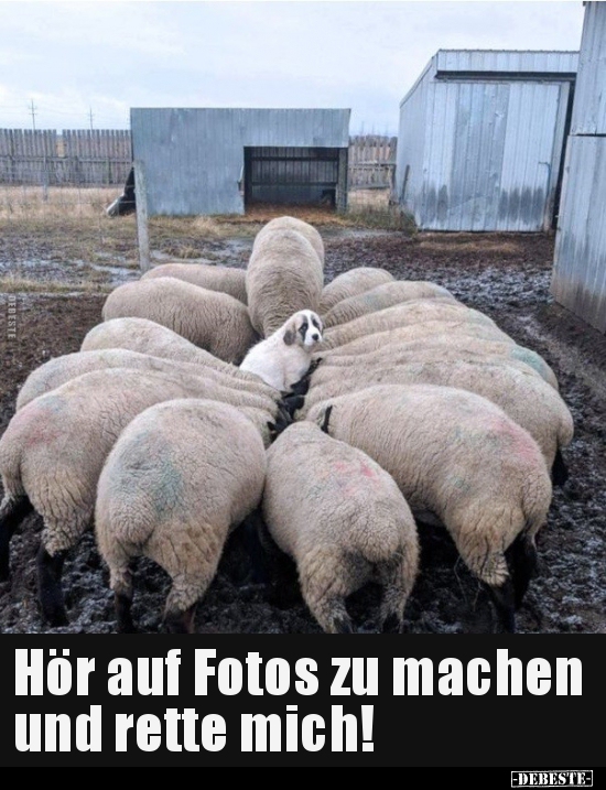 Hör auf Fotos zu machen und rette mich!..