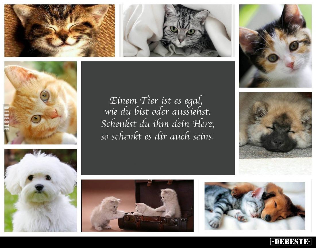 Einem Tier ist es egal,
wie du bist oder aussiehst.
Schenkst du ihm dein Herz,
so schenkt es dir auch seins.