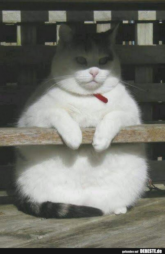  - Lustige Bilder | DEBESTE.de