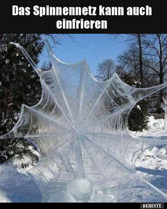Das Spinnennetz kann auch einfrieren.. - Lustige Bilder | DEBESTE.de