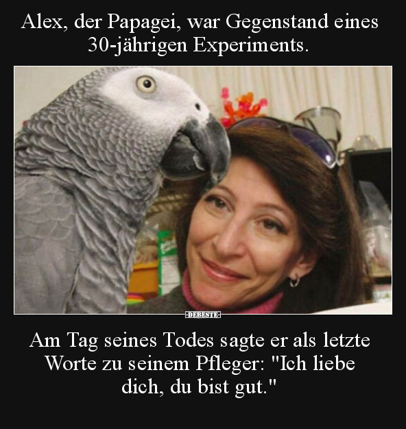 Alex, der Papagei, war Gegenstand eines 30-jährigen.. - Lustige Bilder | DEBESTE.de