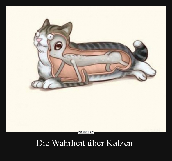 Die Wahrheit über Katzen.. - Lustige Bilder | DEBESTE.de