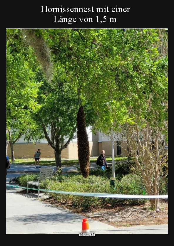 Hornissennest mit einer Länge von 1,5 m