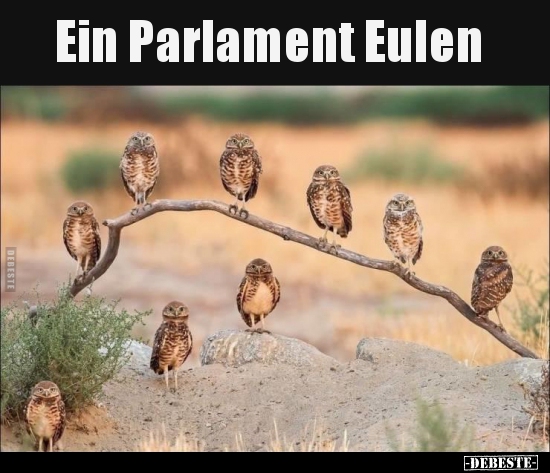 Ein Parlament Eulen.. - Lustige Bilder | DEBESTE.de