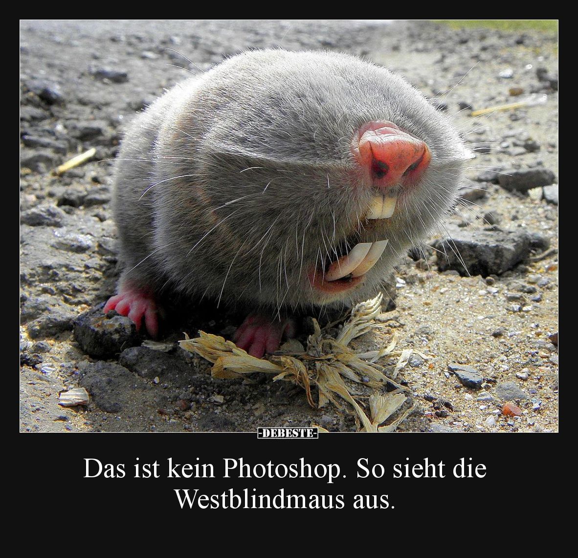 Das ist kein Photoshop. So sieht die 
Westblindmaus aus.