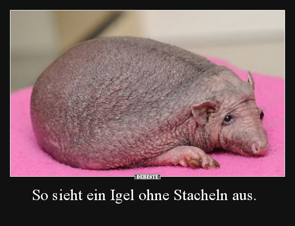 62 Lustige Bilder Von Igel In Lustig