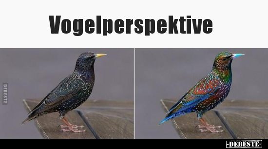 Vogelperspektive.. - Lustige Bilder | DEBESTE.de