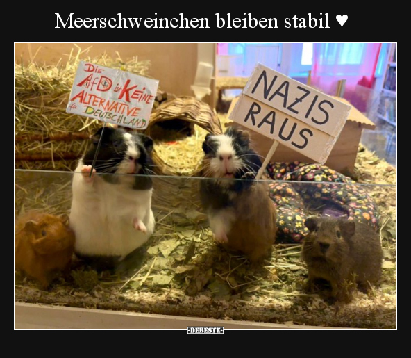 Meerschweinchen bleiben stabil ♥.. - Lustige Bilder | DEBESTE.de