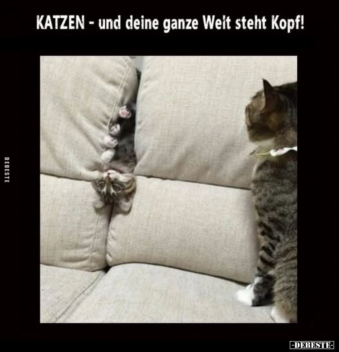 KATZEN - und deine ganze Welt steht Kopf!