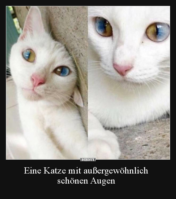Eine Katze mit außergewöhnlich schönen Augen.. - Lustige Bilder | DEBESTE.de