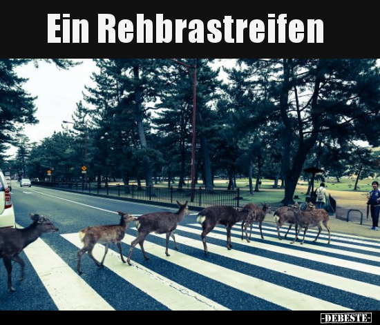 Ein Rehbrastreifen.. - Lustige Bilder | DEBESTE.de