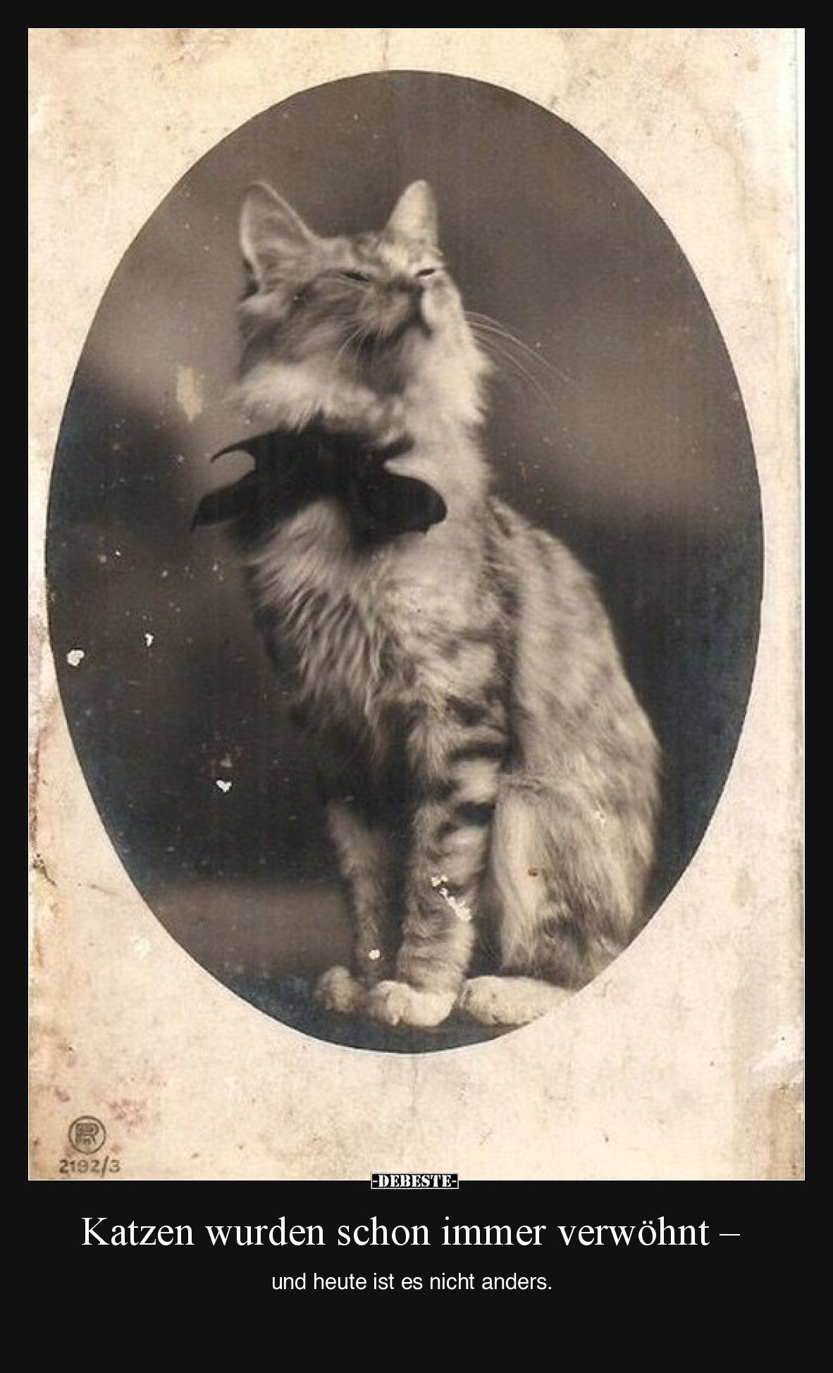 Katzen wurden schon immer verwöhnt – und heute ist es nicht anders.