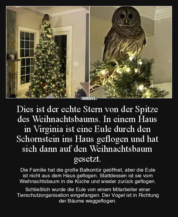 Dies ist der echte Stern von der Spitze des.. - Lustige Bilder | DEBESTE.de