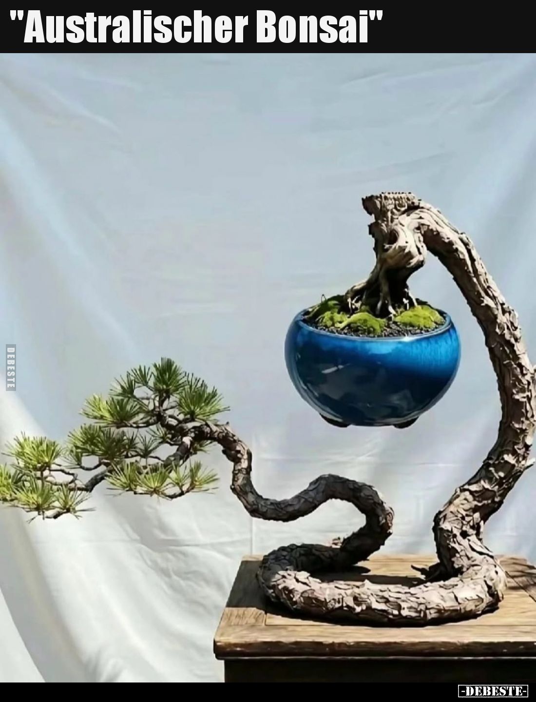"Australischer Bonsai"..