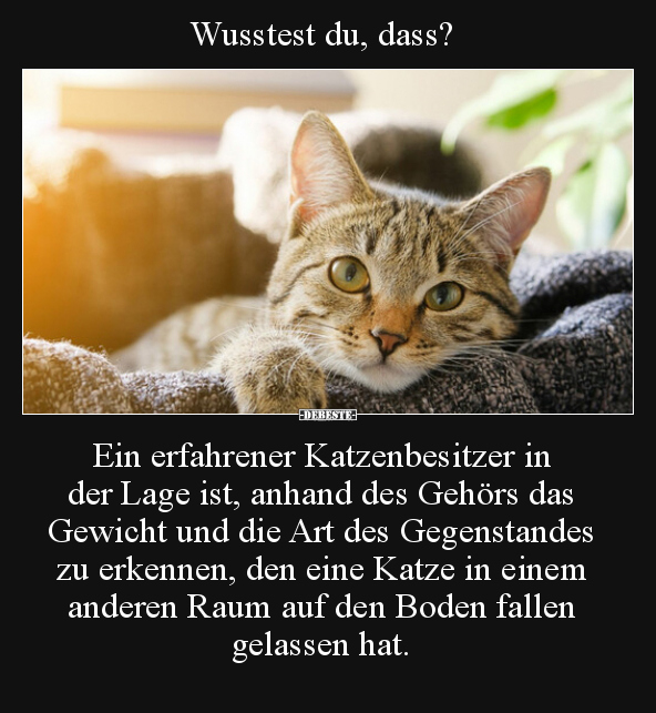 Ein erfahrener Katzenbesitzer in der Lage ist, anhand des.. - Lustige Bilder | DEBESTE.de