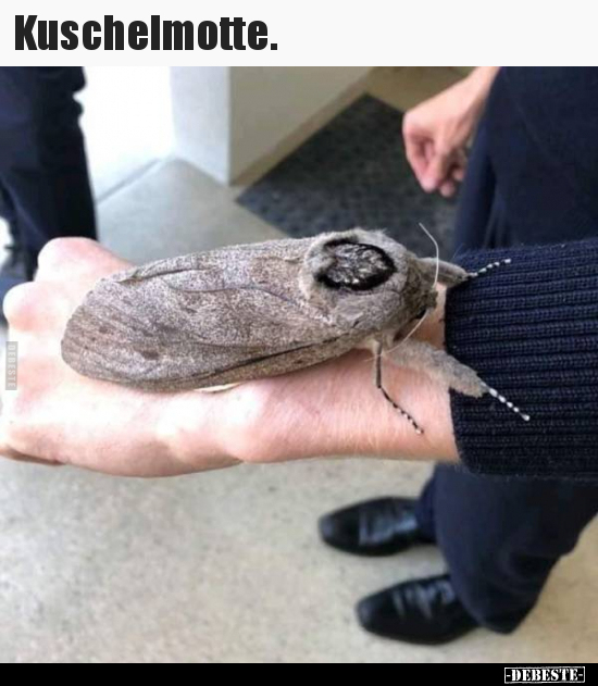 Kuschelmotte...