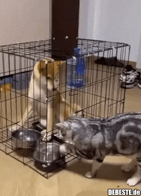 Was willst du tuuuun?